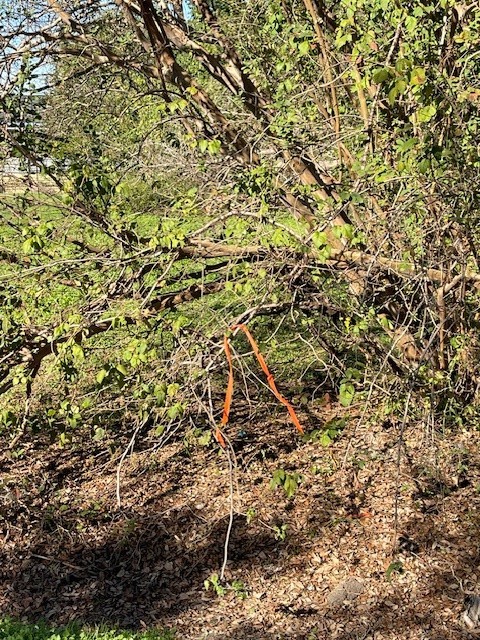 0 Cartersville Street Houston, TX 77029 - Photo 7 of 17 a view of a large yard with a tree
