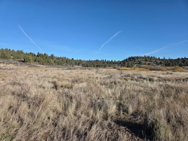 a view of a field with a tree in the background