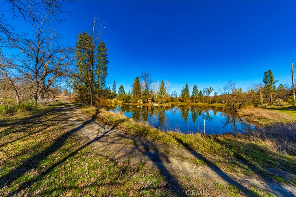-4.53 Ac Wortham Road Oakhurst, CA 93644 - Photo 6 of 19 a view of a yard with palm tree