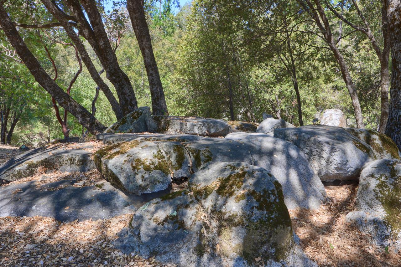 3318 Triangle Road Mariposa, CA 95338 - Photo 46 of 49 a view of a tree with a yard