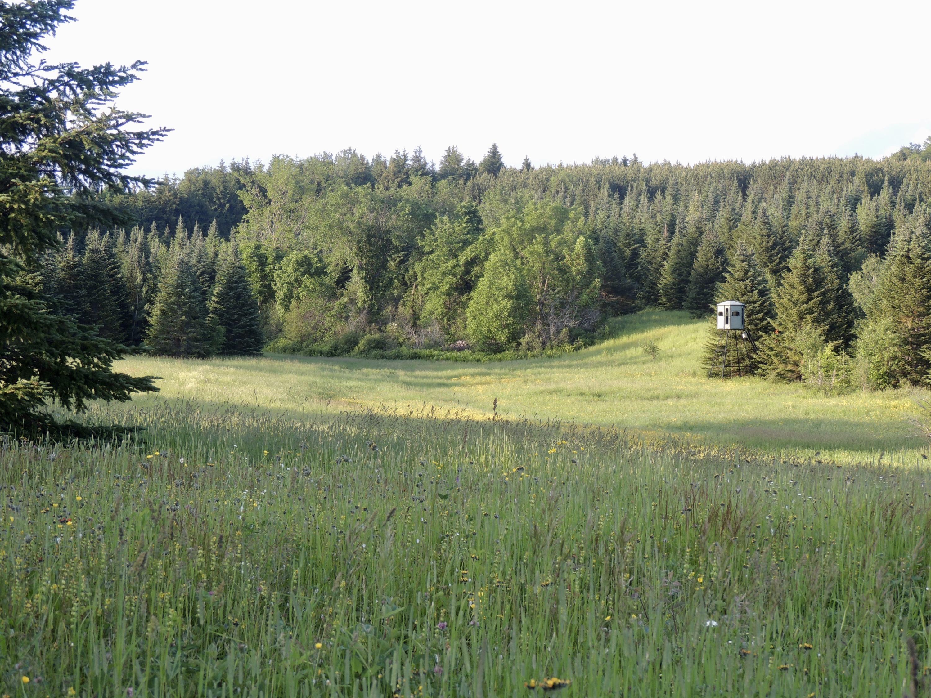 Map7-lot7 West Chapman Road Mapleton, ME 04757 - Photo 9 of 35 fullsizeoutput_c2