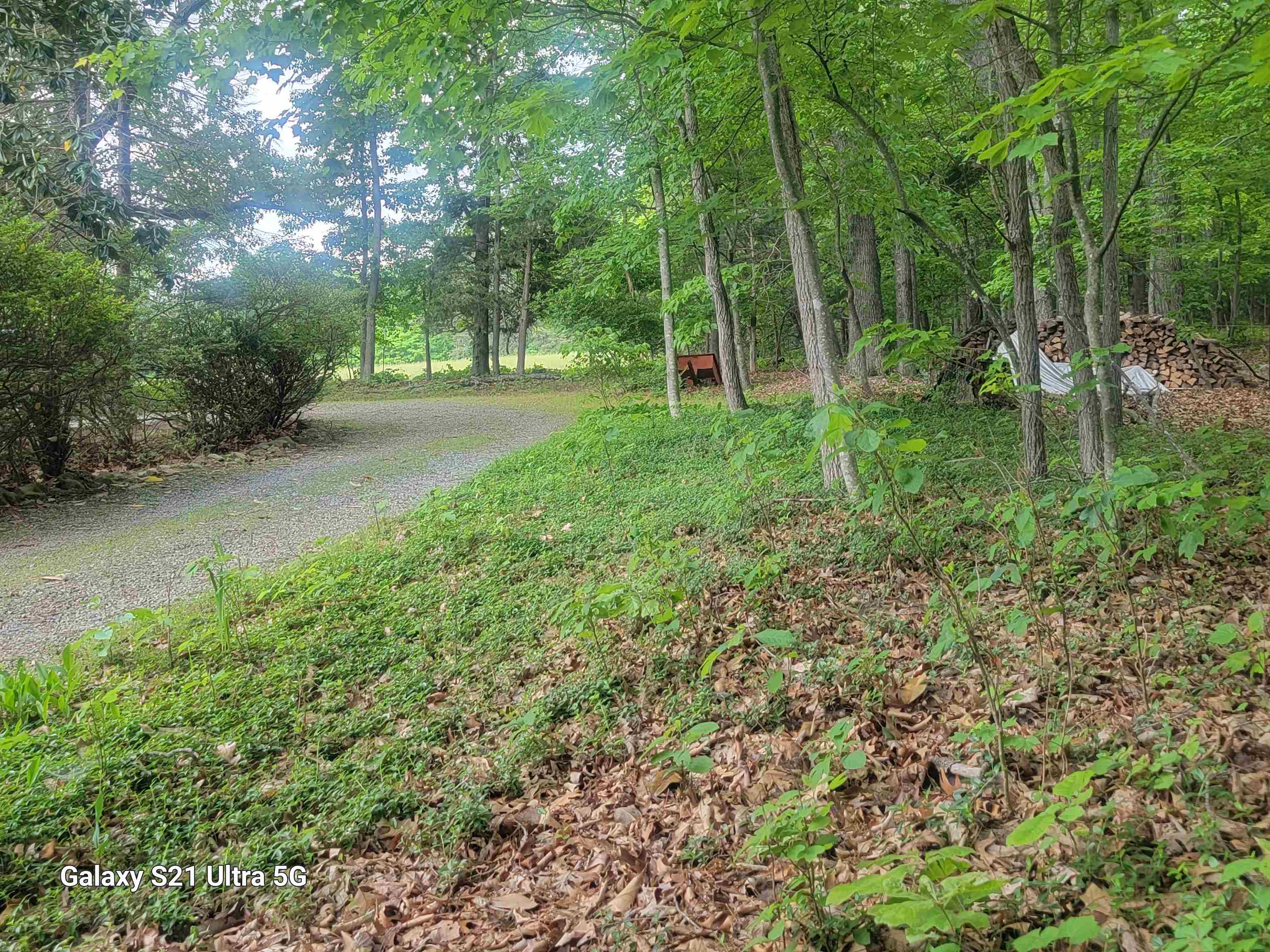 1189 Shipwreck Road Shenandoah, VA 22849 - Photo 2 of 22 a view of a park with large trees