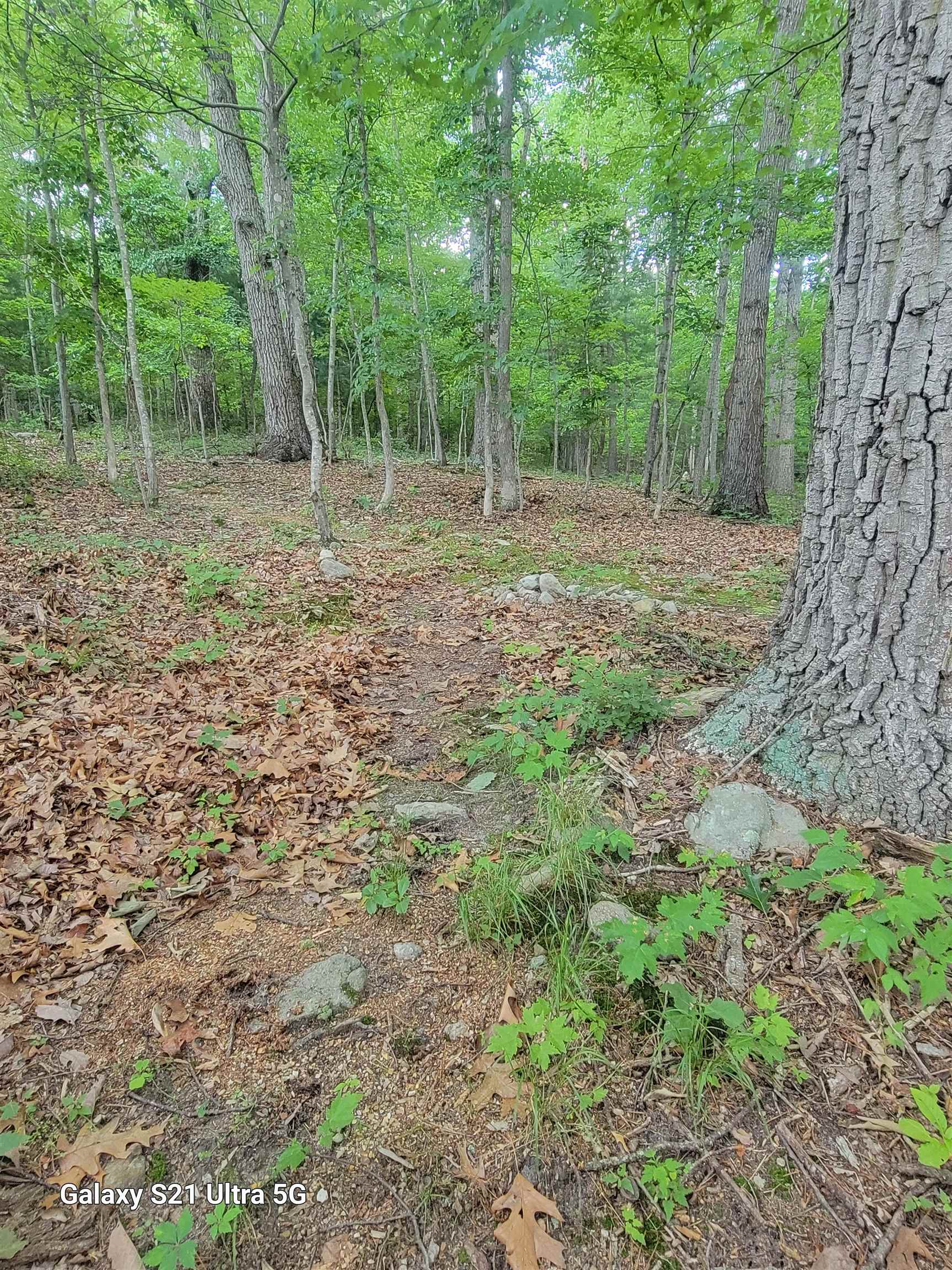1189 Shipwreck Road Shenandoah, VA 22849 - Photo 22 of 22 a view of outdoor space with trees