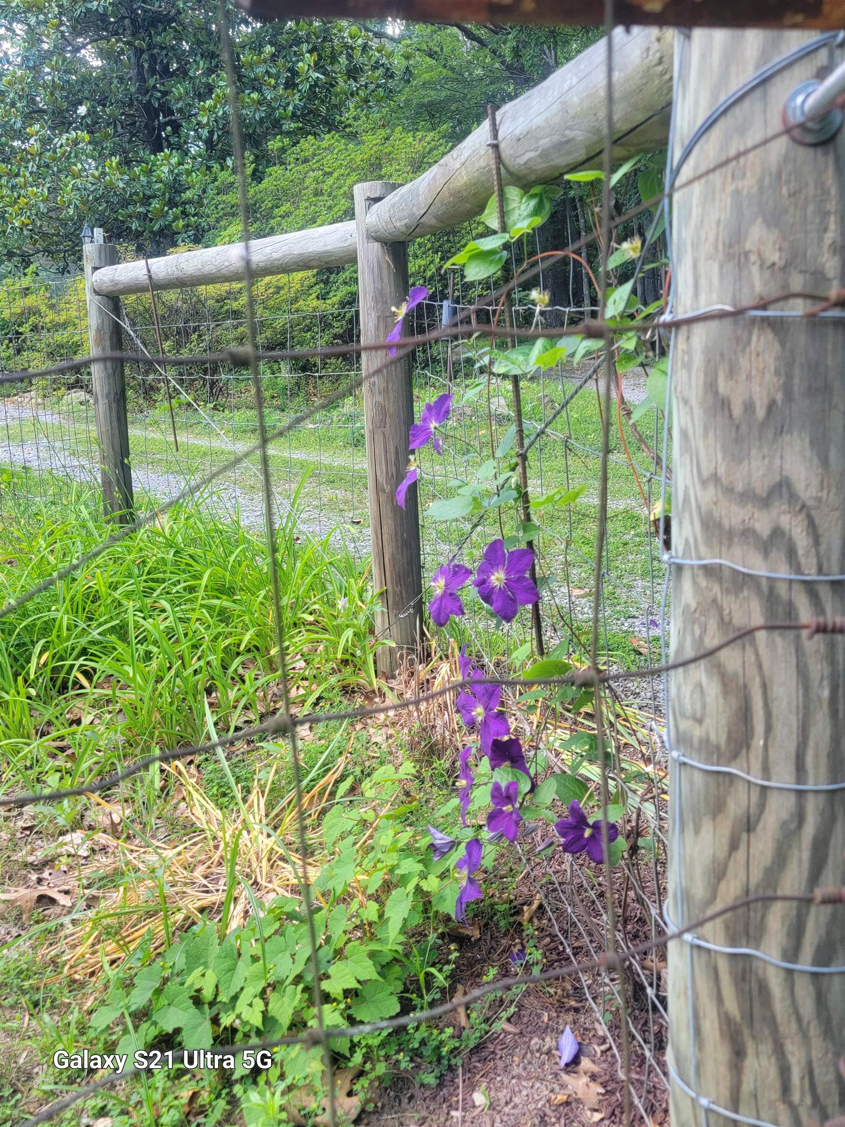 1189 Shipwreck Road Shenandoah, VA 22849 - Photo 3 of 22 a view of small garden