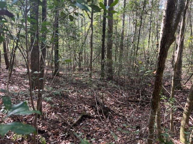41.6-ac Chalker Road Opp, AL 36467 - Photo 10 of 17 Gallery Image 10
