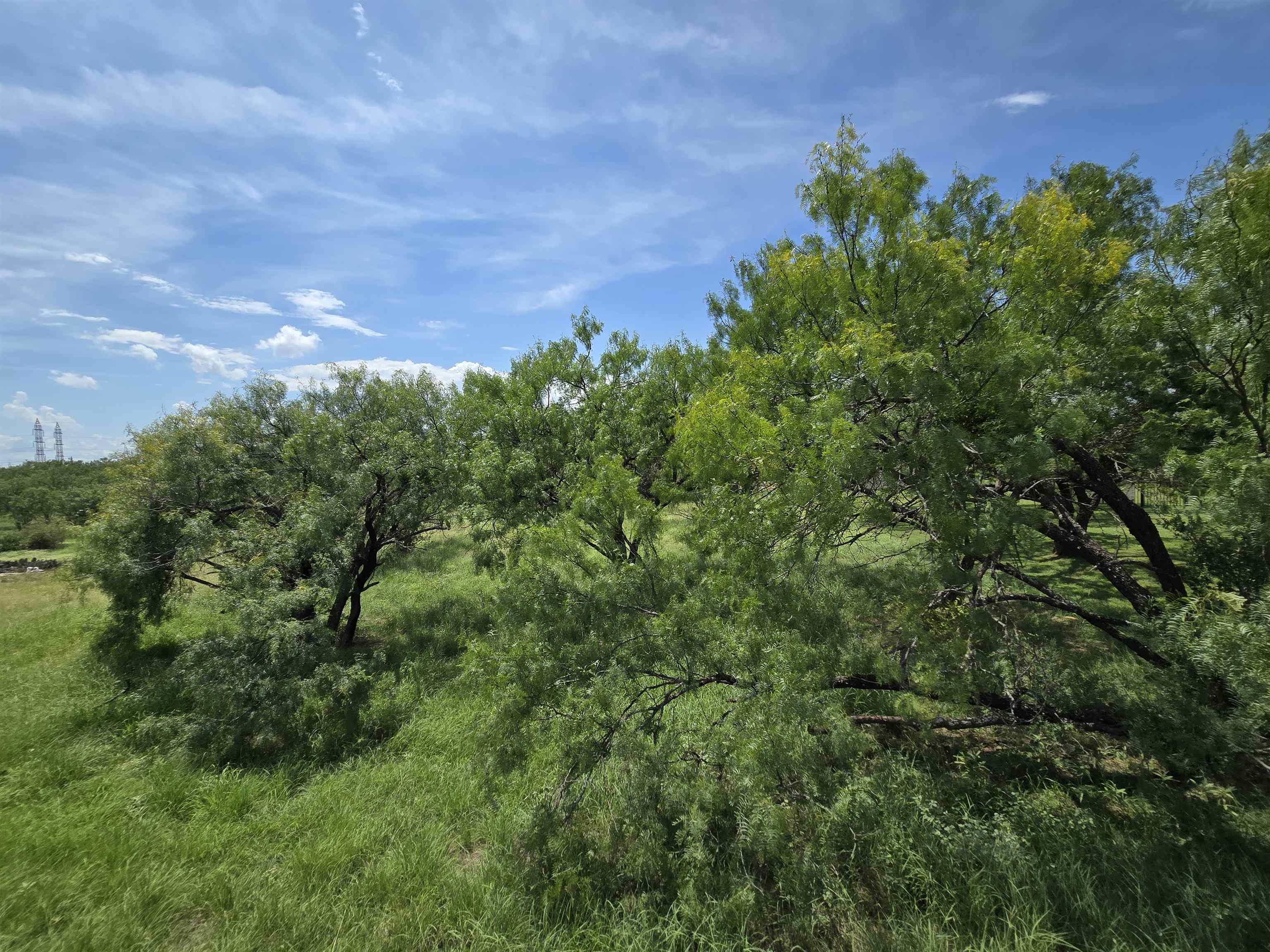 206 Colt Horseshoe Bay, TX 78657 - Photo 6 of 11 a view of a bunch of trees