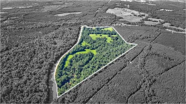 a view of a garden with a plants