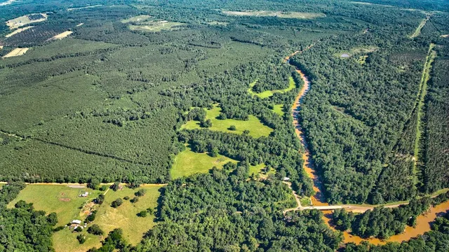 a view of a garden with a tree