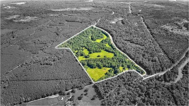 a view of a garden with plants