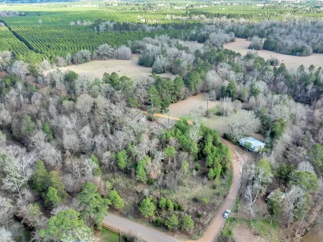 a view of a forest with a street