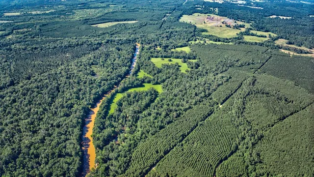 a view of a yard with an plants