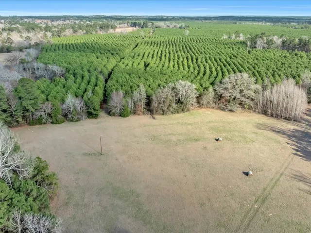 a view of a forest with lots of trees