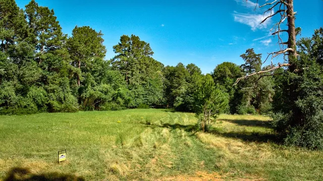 a view of a garden with plants