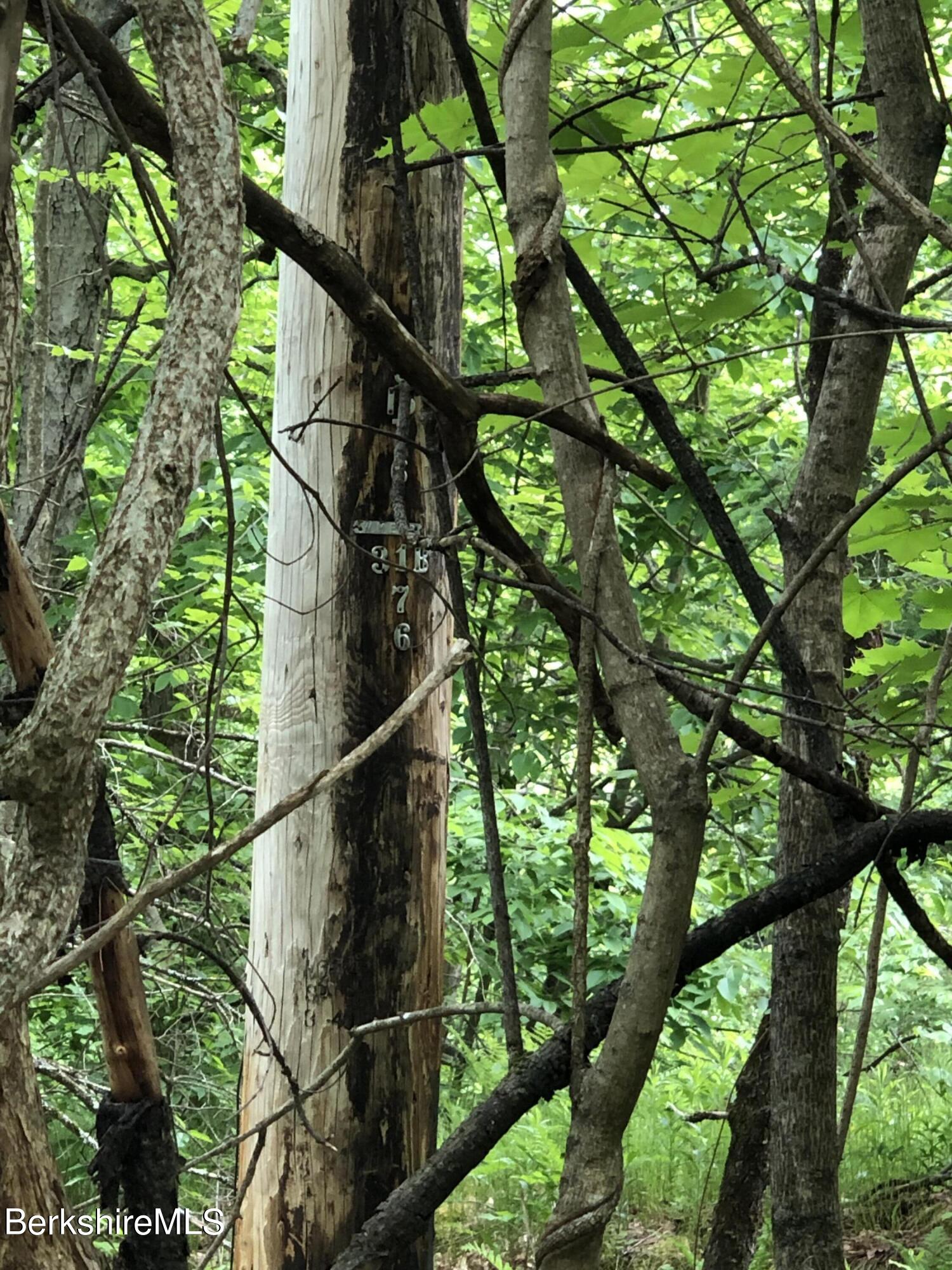 0 Access Road Plainfield, MA 01070 - Photo 3 of 5 a picture of tree