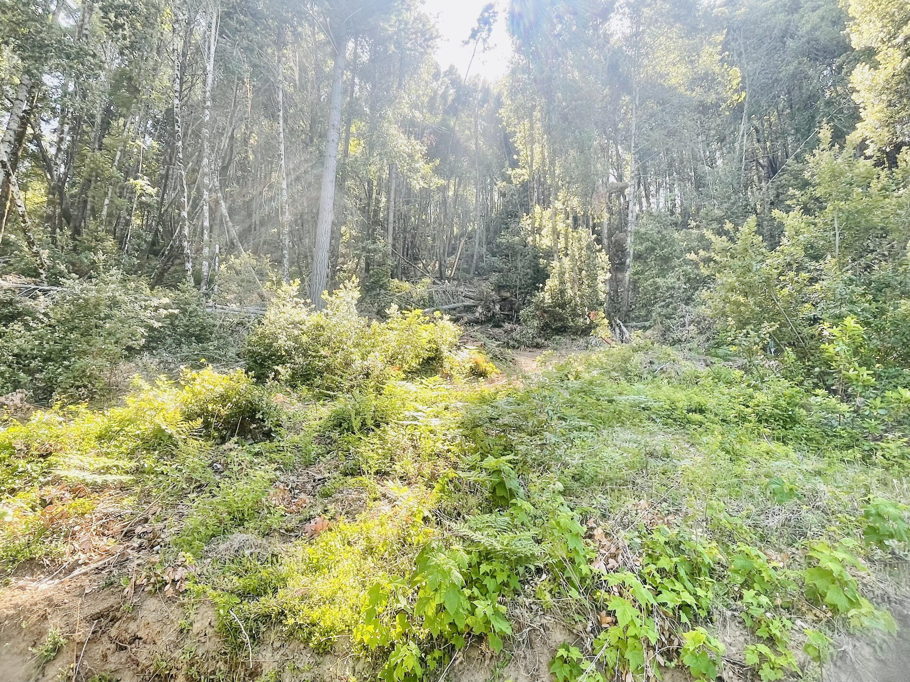 360 Graycliff Road Garberville, CA 95542 - Photo 58 of 63