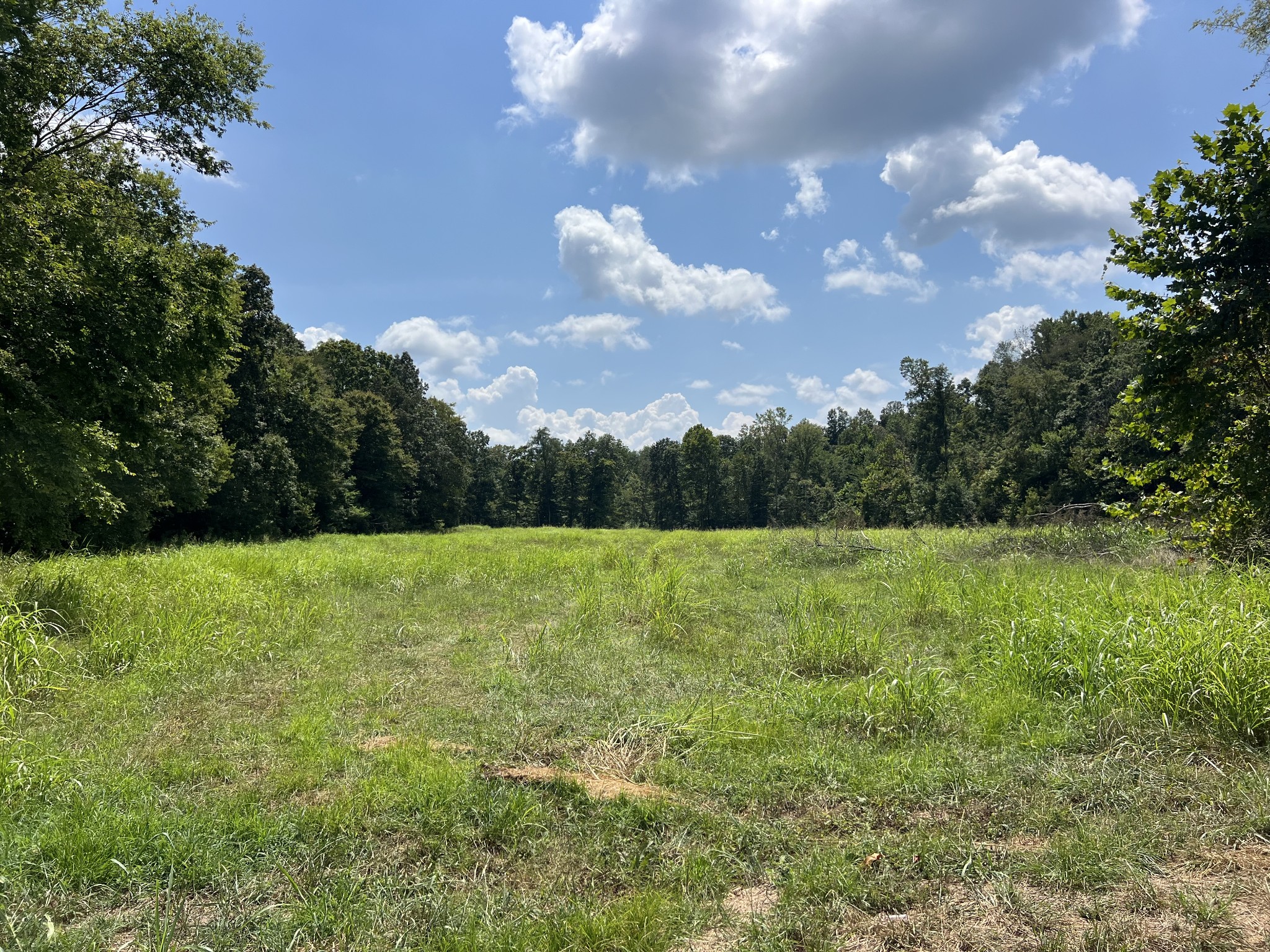 a view of a yard with a tree