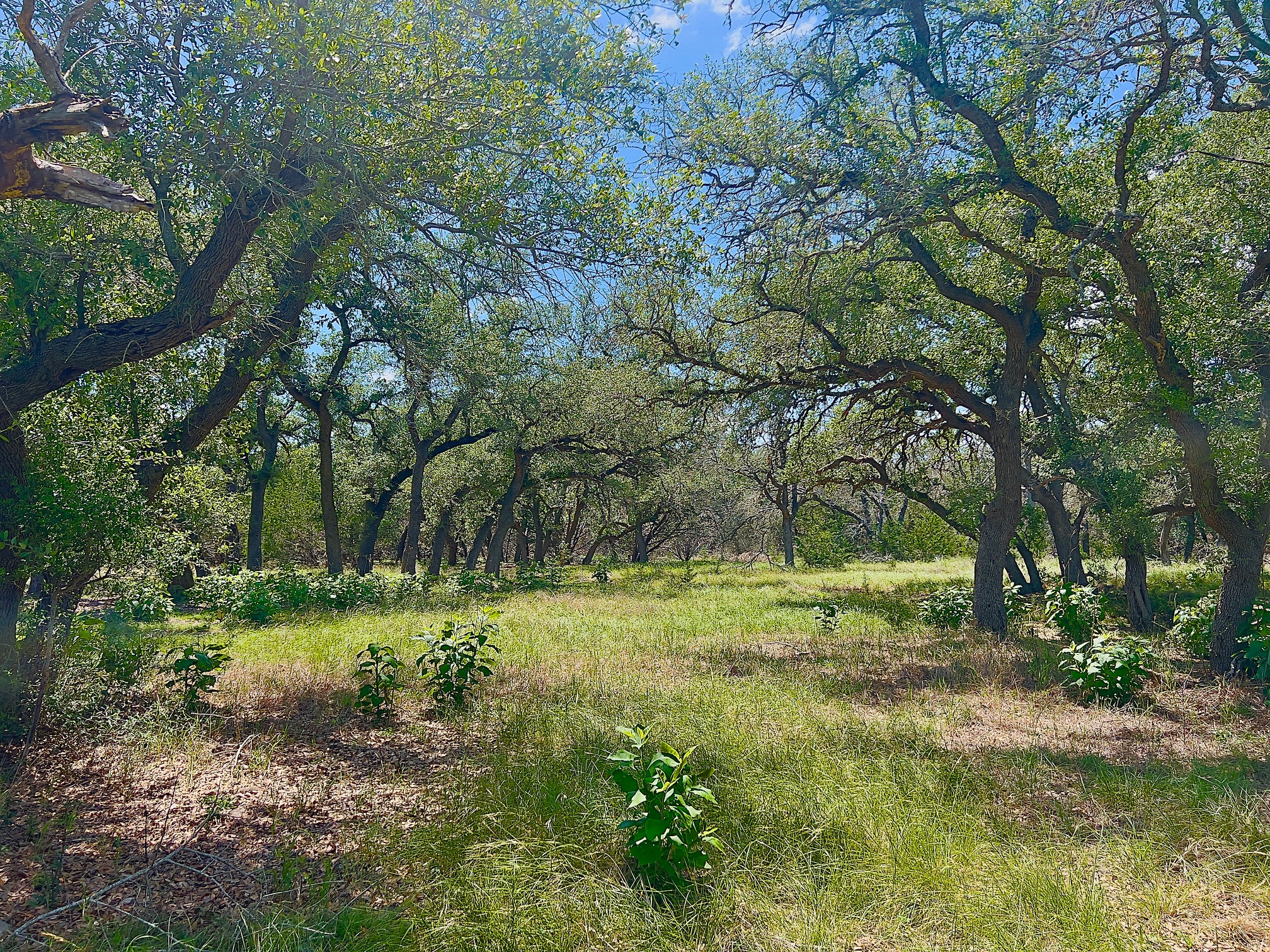 1366 Narrows Road Blanco, TX 78606 - Photo 9 of 29