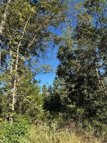 a view of a tree with a tree