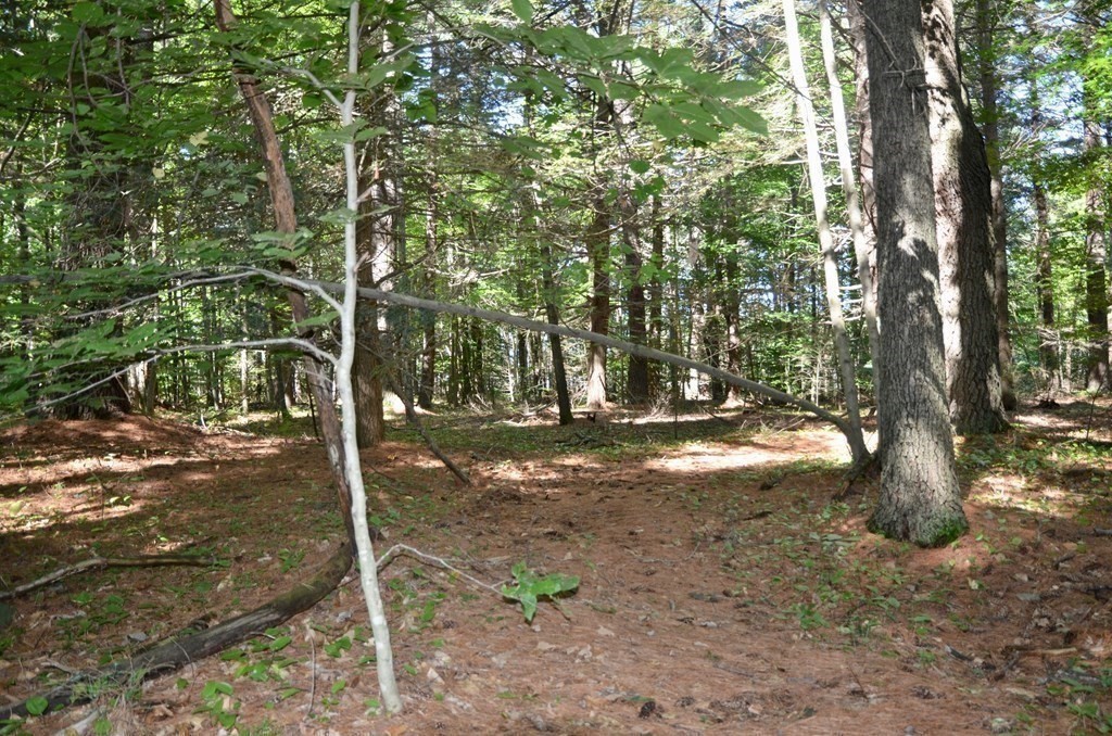 154 Lafayette Road Salisbury, MA 01952 - Photo 8 of 16 a view of tree