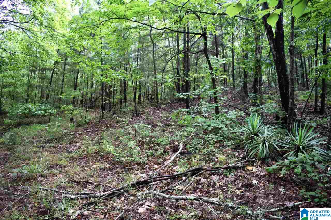 0 Pine View Road Remlap, AL 35133 - Photo 5 of 8
