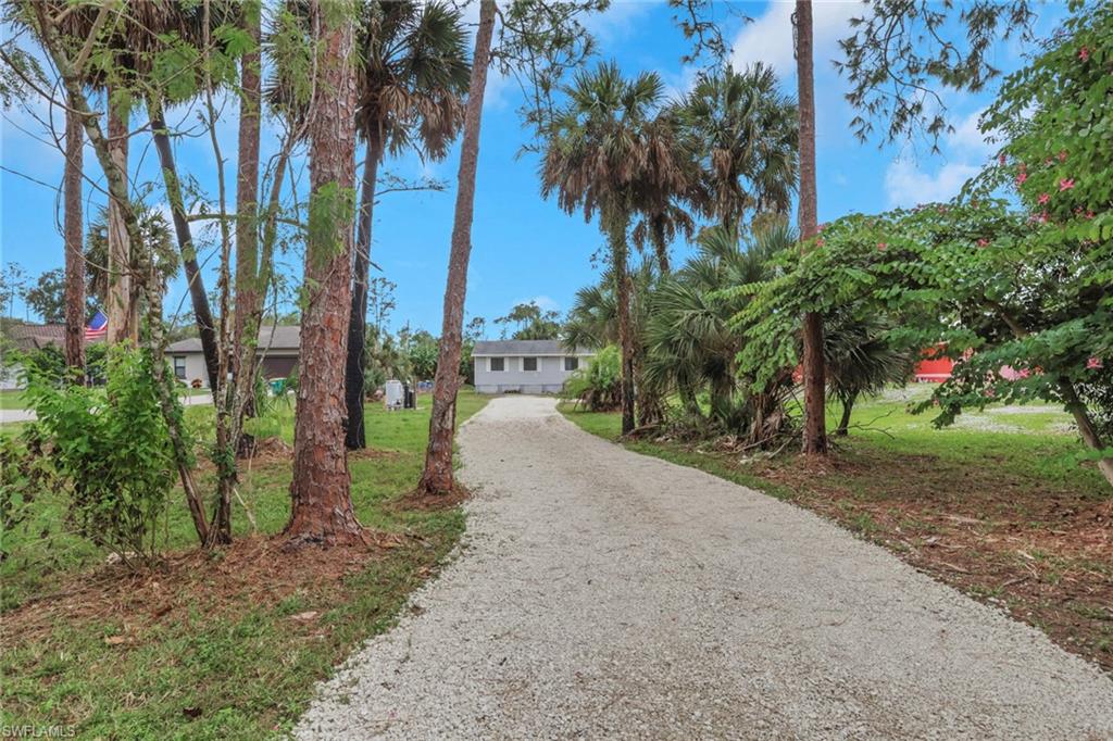 a view of a yard with plants and trees