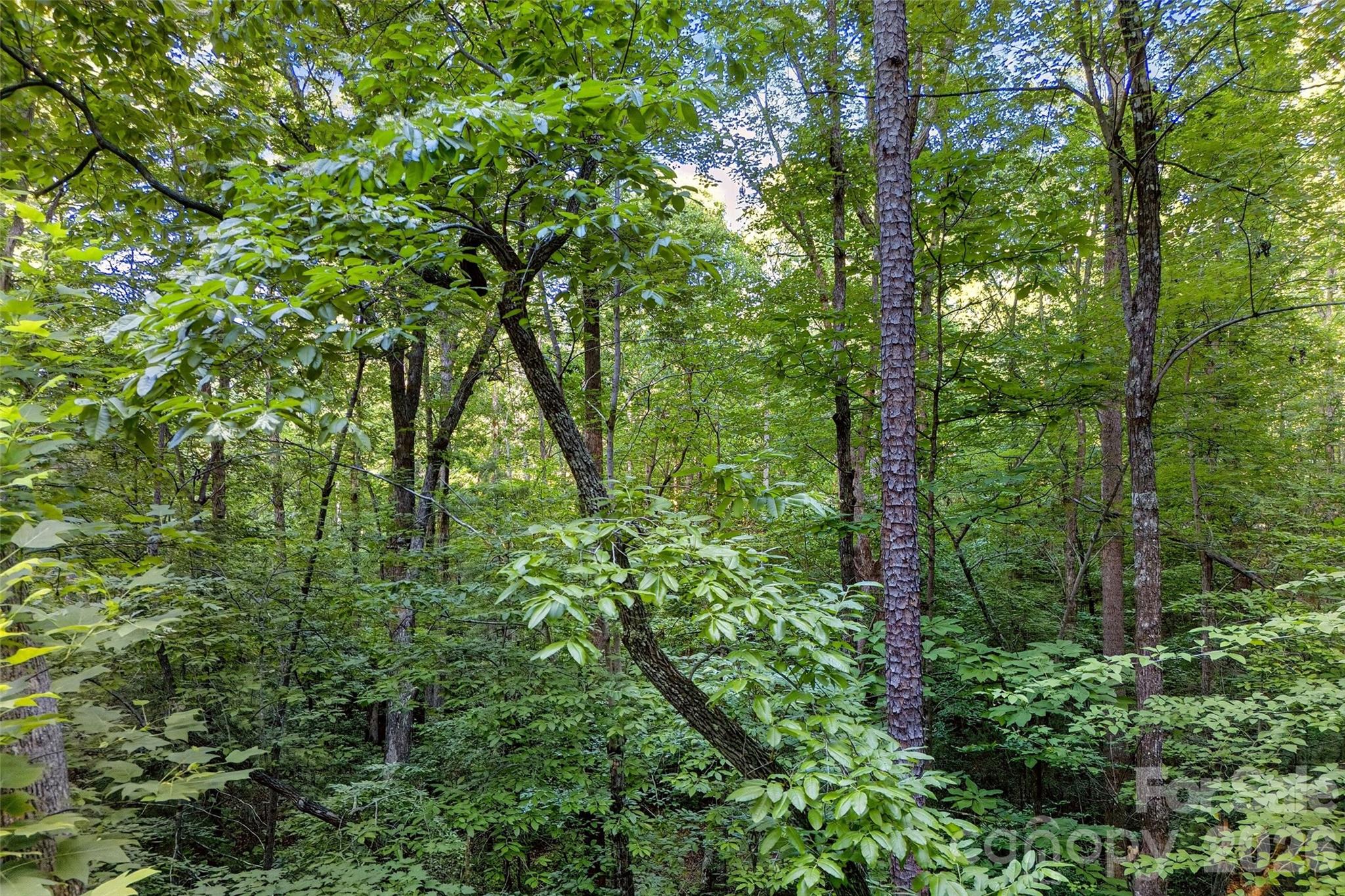 0 Yancey Road Marion, NC 28752 - Photo 23 of 32 a view of a lush green forest
