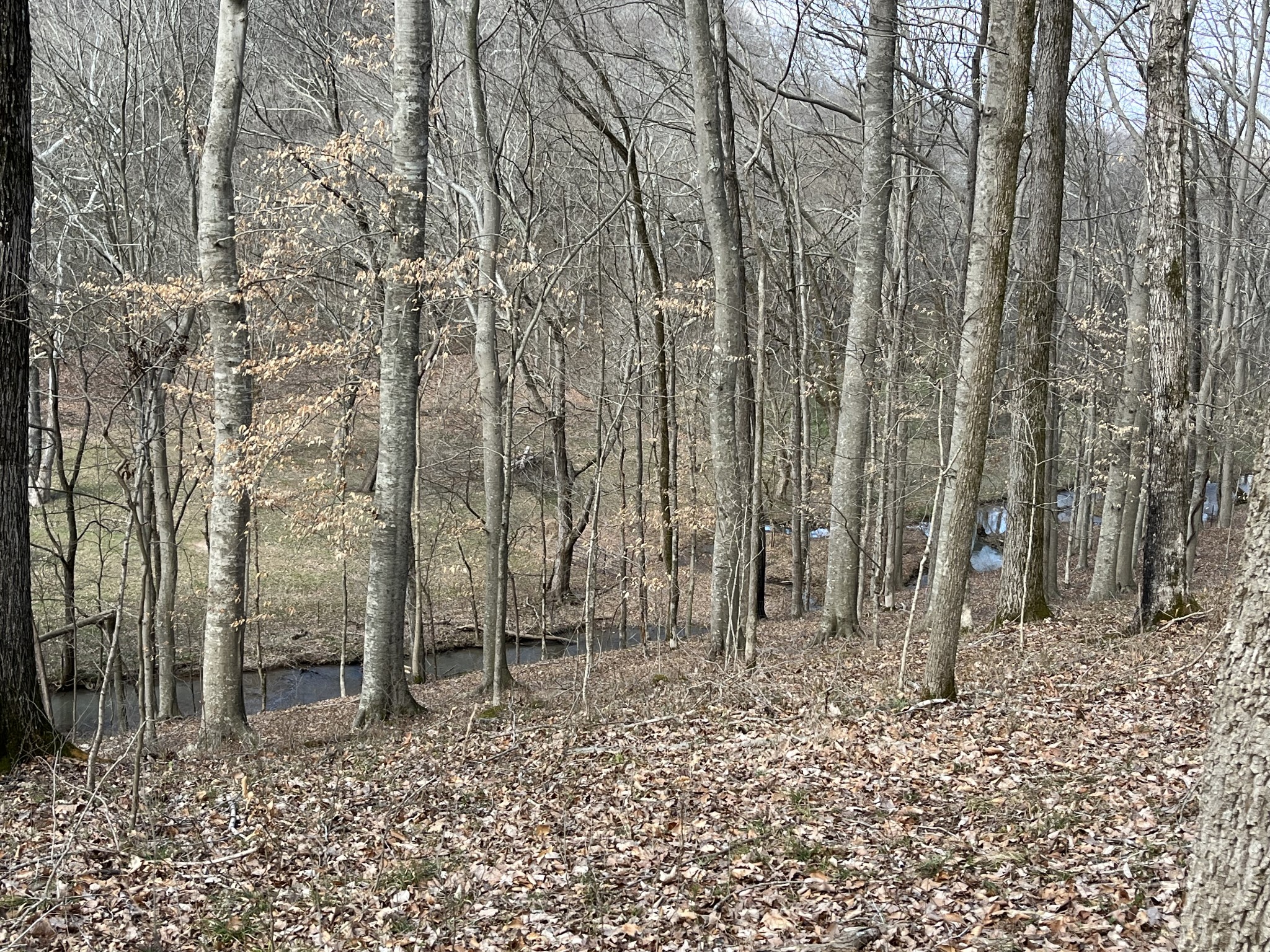 3716 Dobbin Road Springfield, TN 37172 - Photo 33 of 34 a backyard of a house with lots of green space