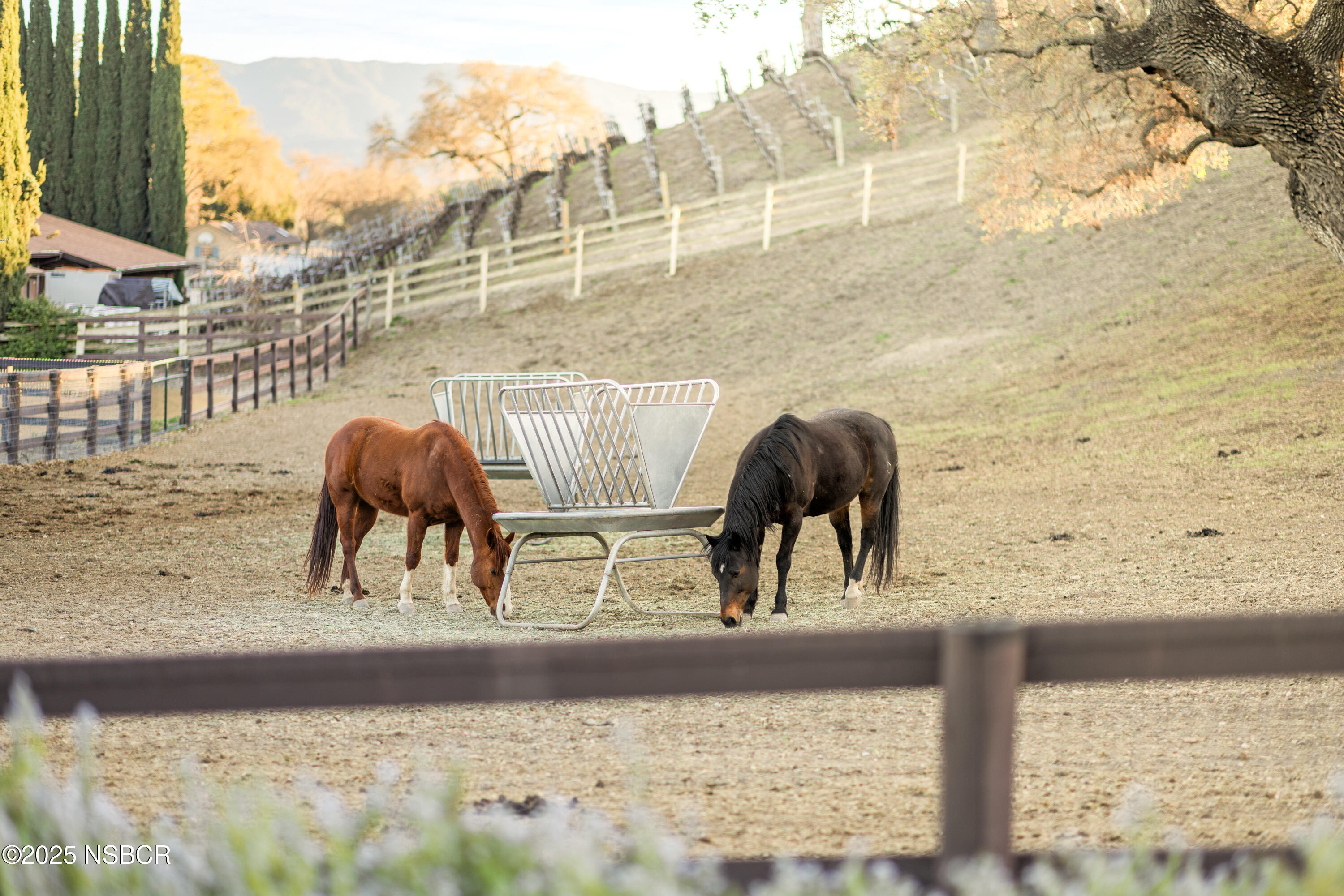 2279 Alamo Pintado Road Solvang, CA 93463 - Photo 50 of 62 Horses