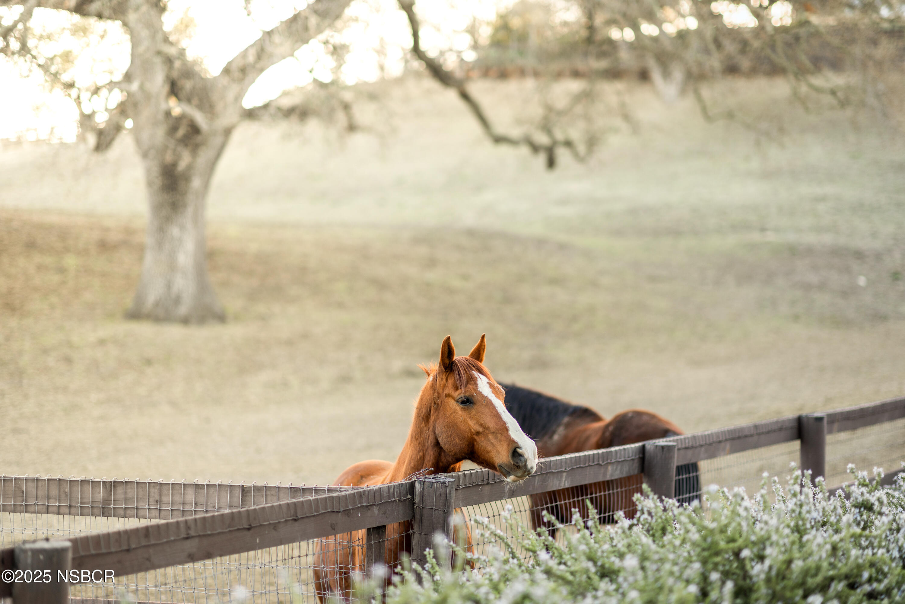 2279 Alamo Pintado Road Solvang, CA 93463 - Photo 51 of 62 Horses