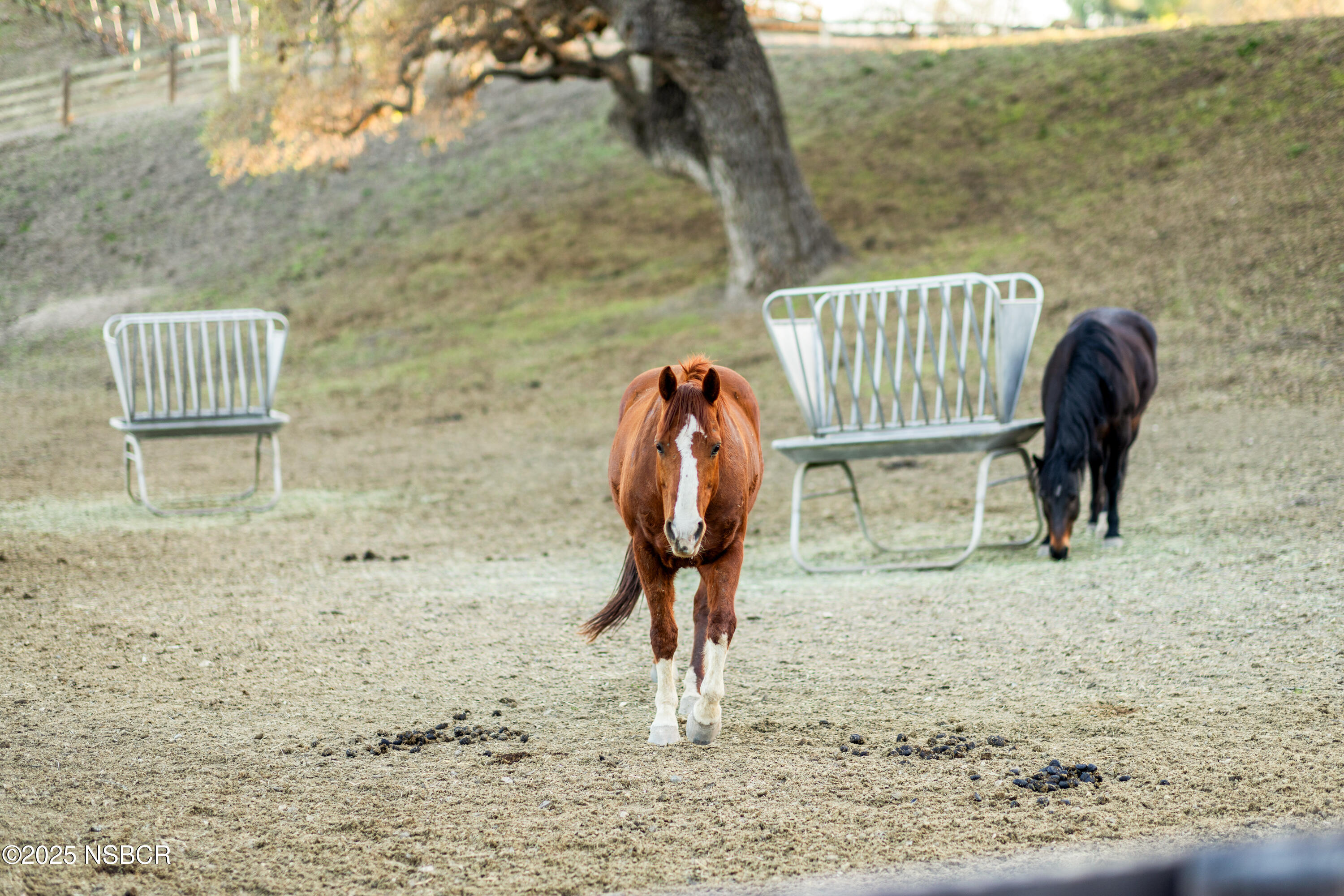 2279 Alamo Pintado Road Solvang, CA 93463 - Photo 56 of 62 Horses