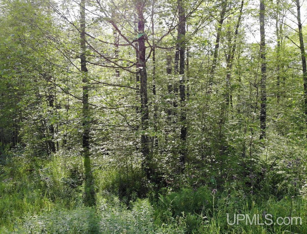 Tbd1 Cut Across Road Michigamme, MI 49861 - Photo 9 of 15
