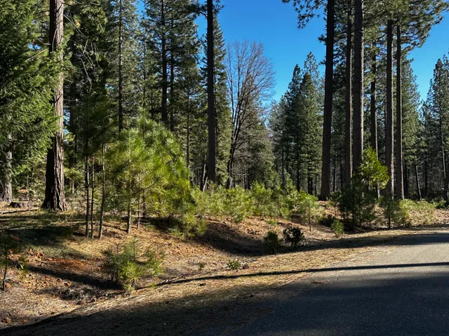 a view of a yard with street