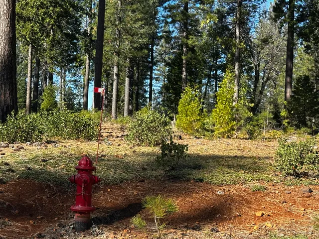 a street view with large trees