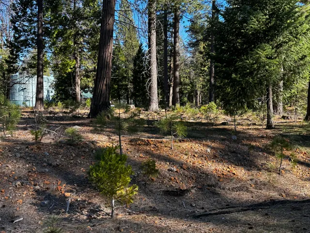 a view of a backyard with trees