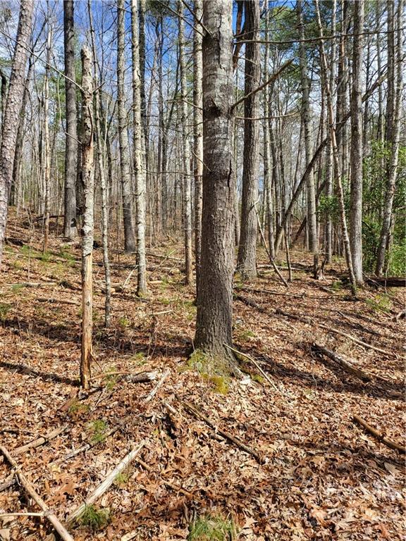 0 Old Yellow Branch Road Robbinsville, NC 28771 - Photo 15 of 20 a view of a door with a tree