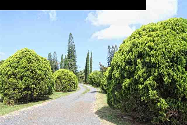 141 West Kuiaha Road Haiku, HI 96708 - Photo 9 of 15 a view of a garden with plants