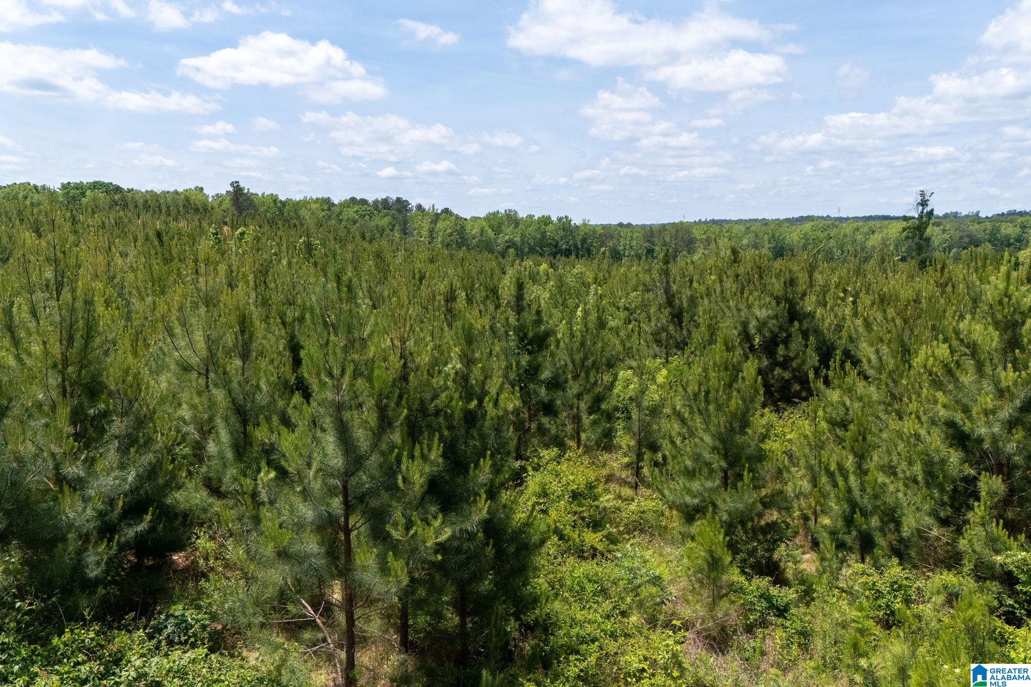 16 County Road Maplesville, AL 36750 - Photo 21 of 26