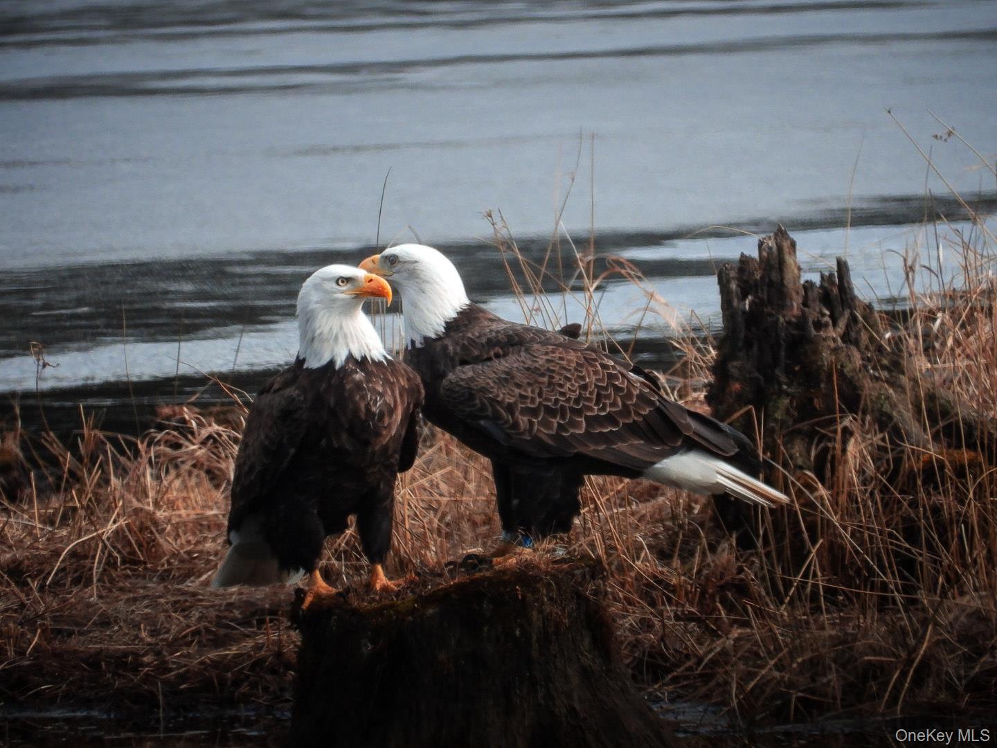 56 Beaver Brook Road Narrowsburg, NY 12764 - Photo 32 of 40