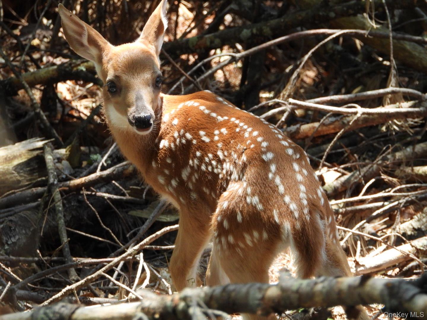 56 Beaver Brook Road Narrowsburg, NY 12764 - Photo 33 of 40