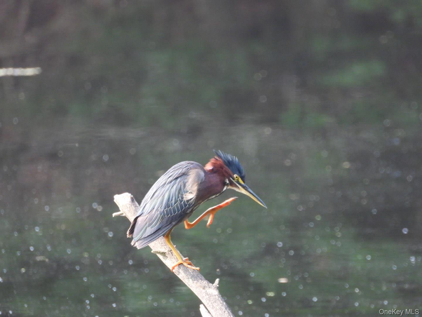 56 Beaver Brook Road Narrowsburg, NY 12764 - Photo 38 of 40
