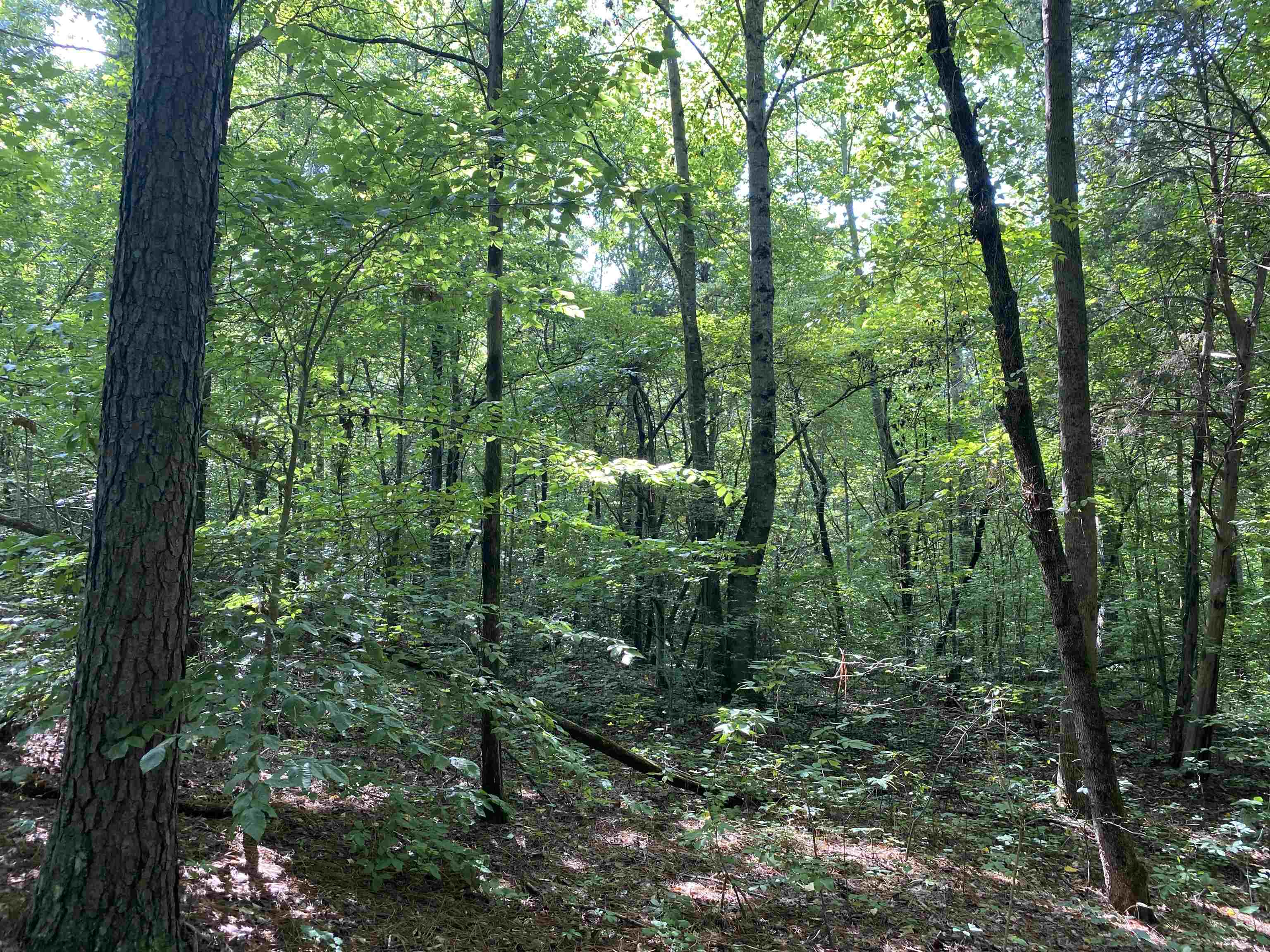 0 Chamber Store Road Michie, TN 38357 - Photo 13 of 14 Gallery Image 13