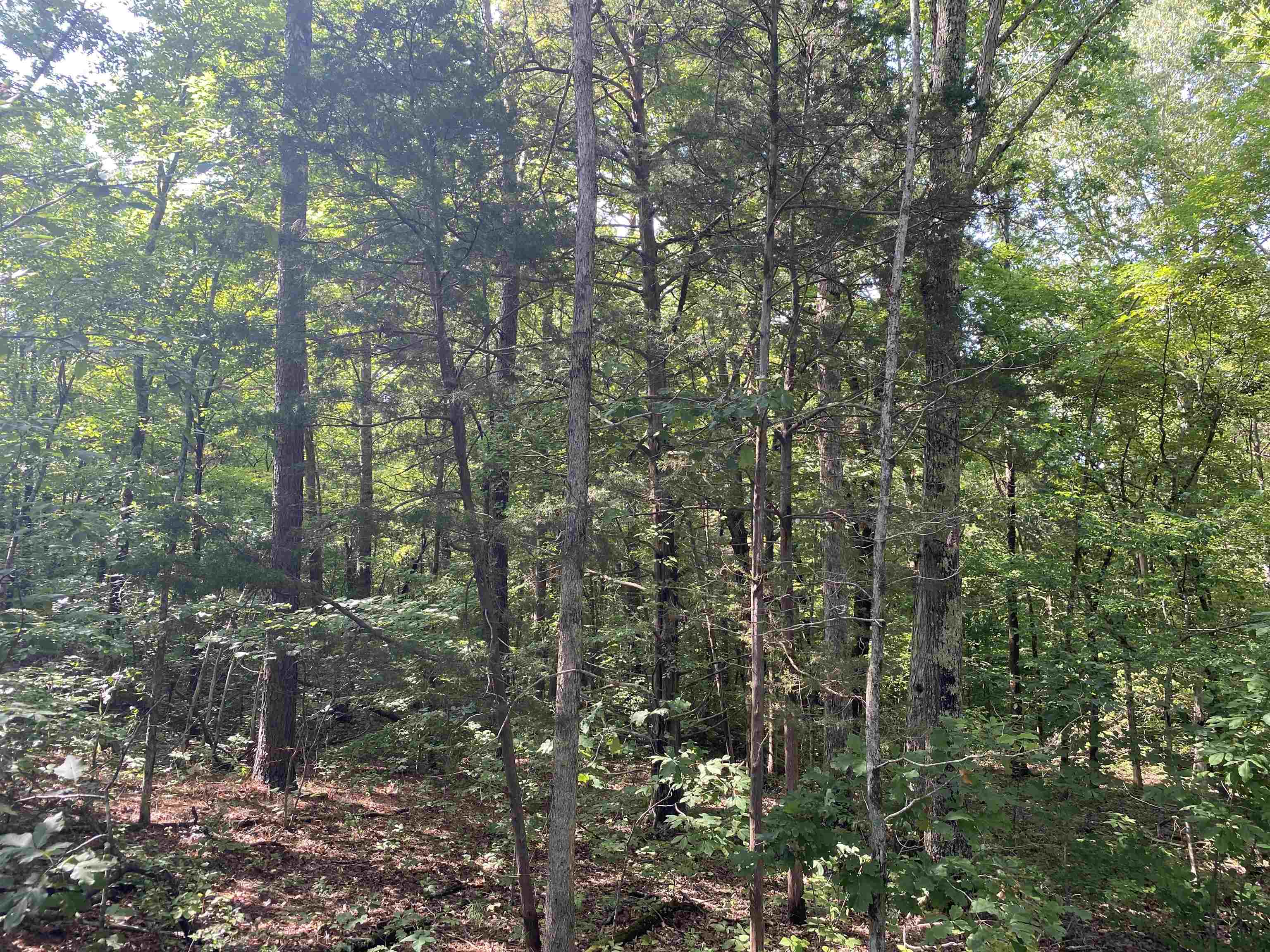 0 Chamber Store Road Michie, TN 38357 - Photo 8 of 14 Gallery Image 8