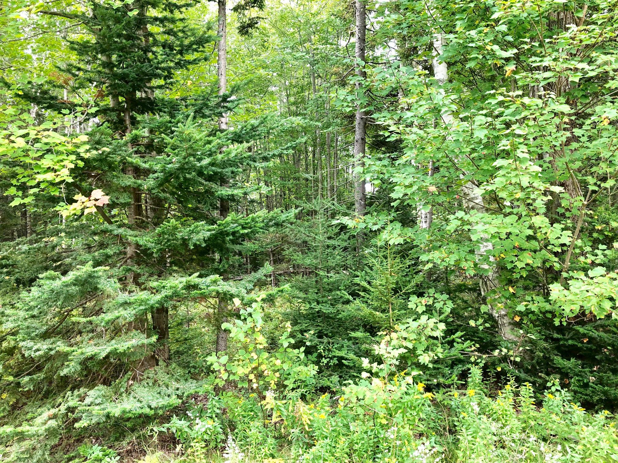 24 Ledges Road Bass Harbor, ME 04653 - Photo 52 of 61 Land