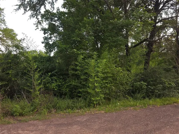 a view of a yard with plants and large trees