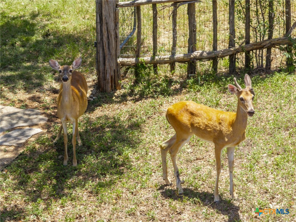 340 Sedro Trail Georgetown, TX 78633 - Photo 14 of 39 Some of friends you'll have visiting you
