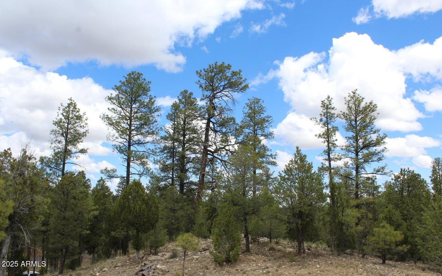 3339 Sawmill Ridge Loop, Unit 97 Heber, AZ 85928 - Photo 2 of 5 a view of a bunch of trees