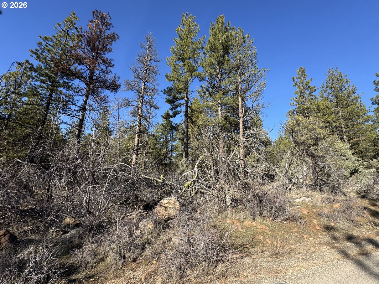 Badger Lane Bonanza, OR 97623 - Photo 15 of 33 a view of a yard with plants and tree