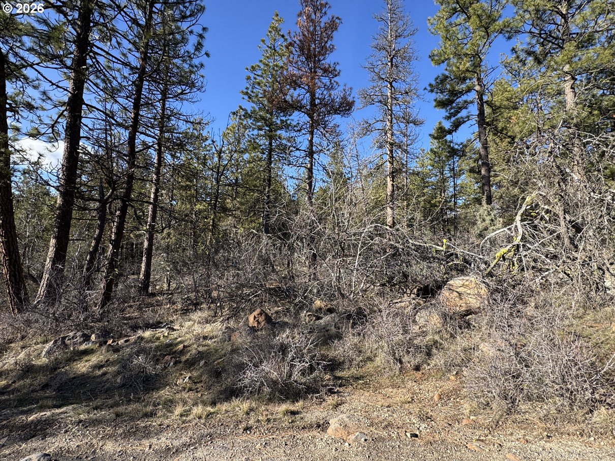 Badger Lane Bonanza, OR 97623 - Photo 16 of 33 a view of a yard with lots of bushes