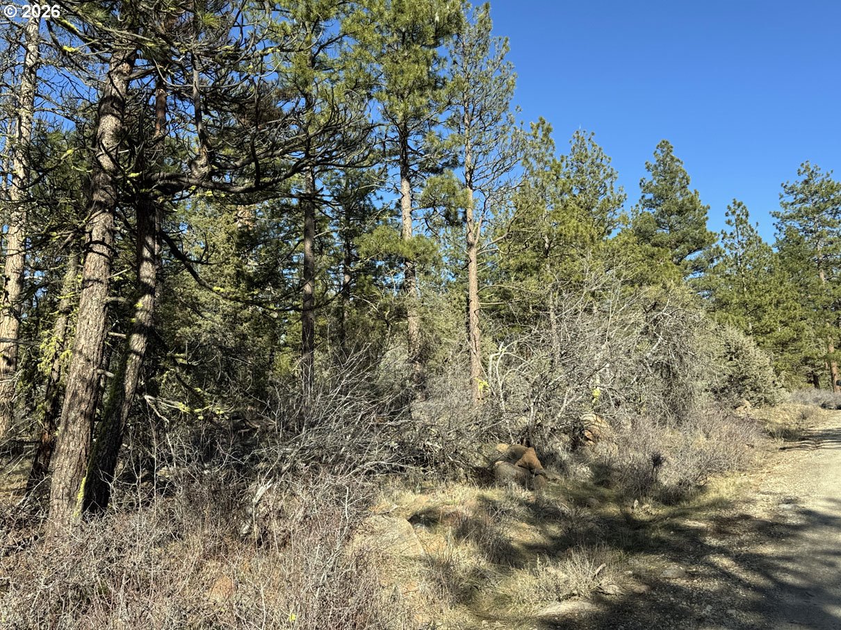 Badger Lane Bonanza, OR 97623 - Photo 17 of 33 a close up of a plant