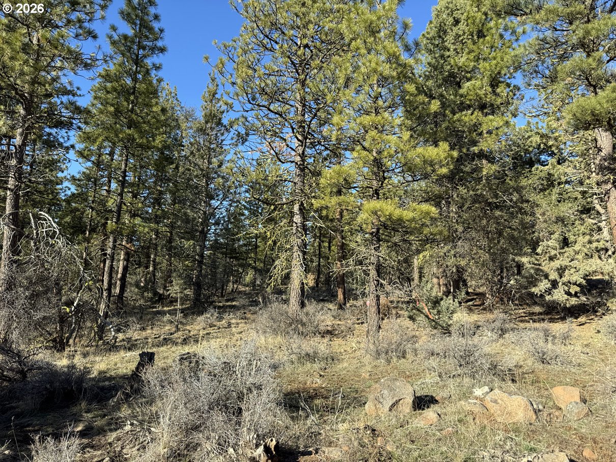 Badger Lane Bonanza, OR 97623 - Photo 28 of 33 a view of a yard with trees
